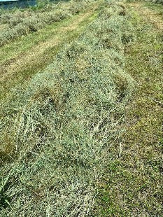 Bermuda Mixed Hay